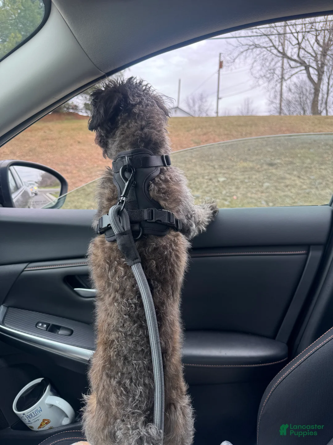 Mixed Breed dogs for sale: Vuitton - Ad 4