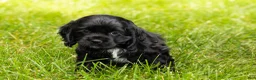 Cocker Spaniel dogs for sale: Inky  - Ad 2