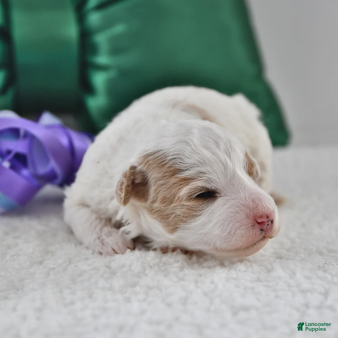 Mini Goldendoodle dogs for sale: Piper - Ad 19