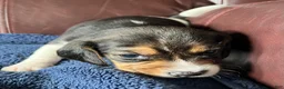 Beagle dogs for sale: Beagle 4 - Ad 8