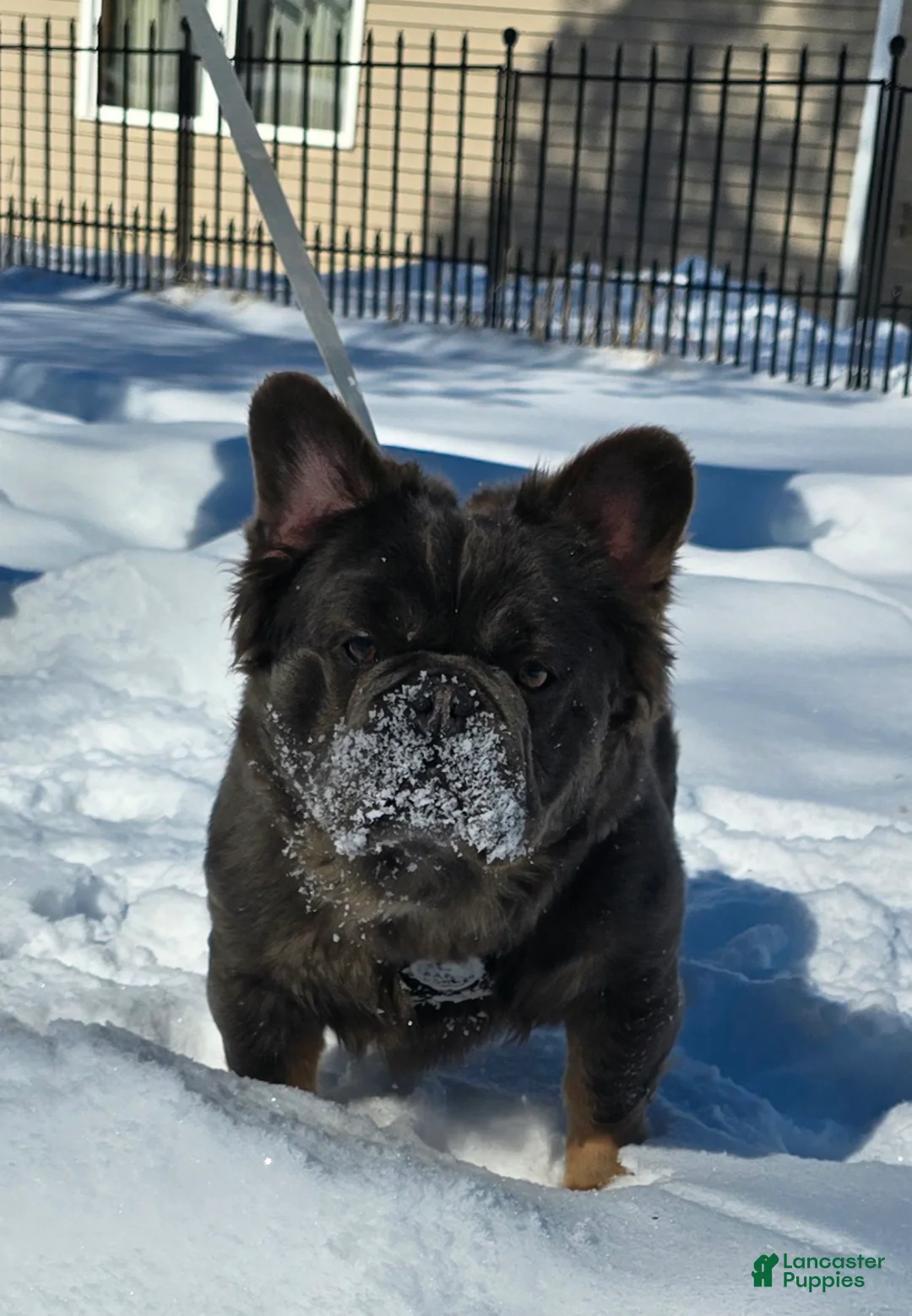 French Bulldog dogs for sale: Tyson - Ad 14