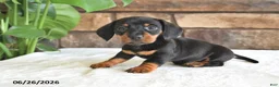 Miniature Dachshund dogs for sale: Pheonix - Ad 1
