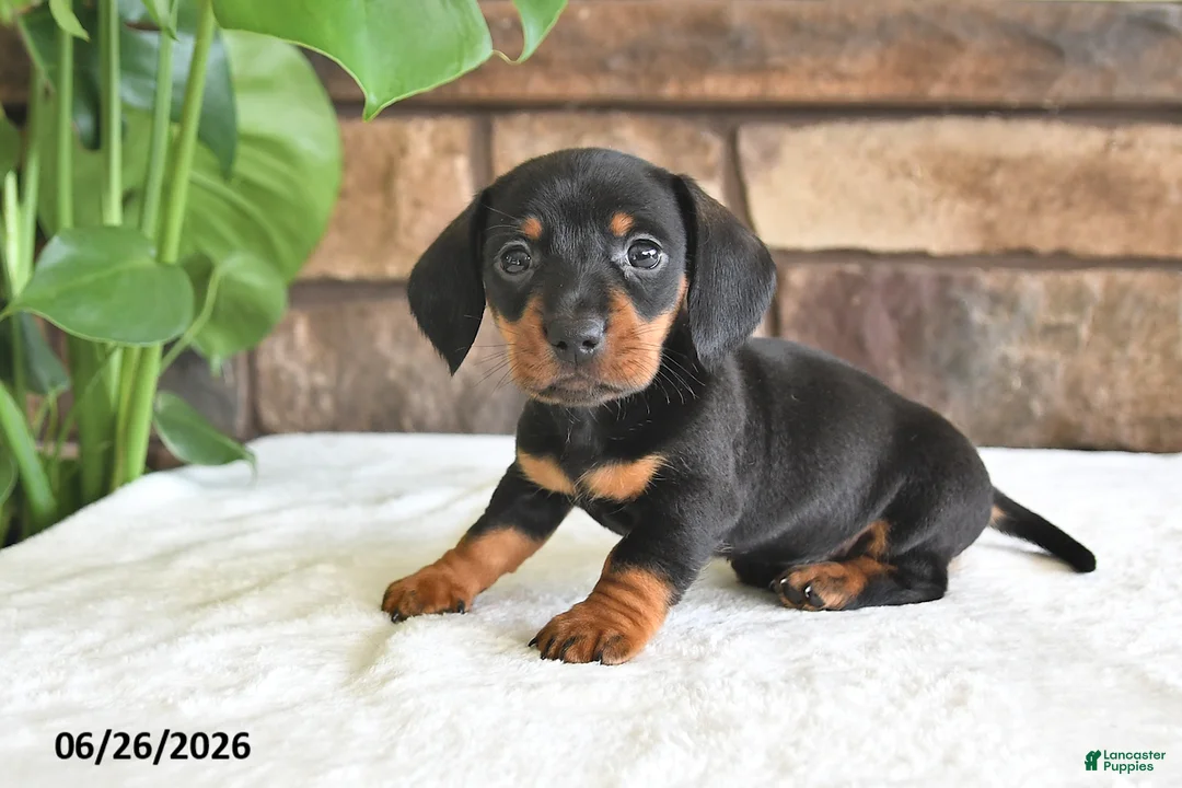 Miniature Dachshund dogs for sale: Pheonix - Ad 1