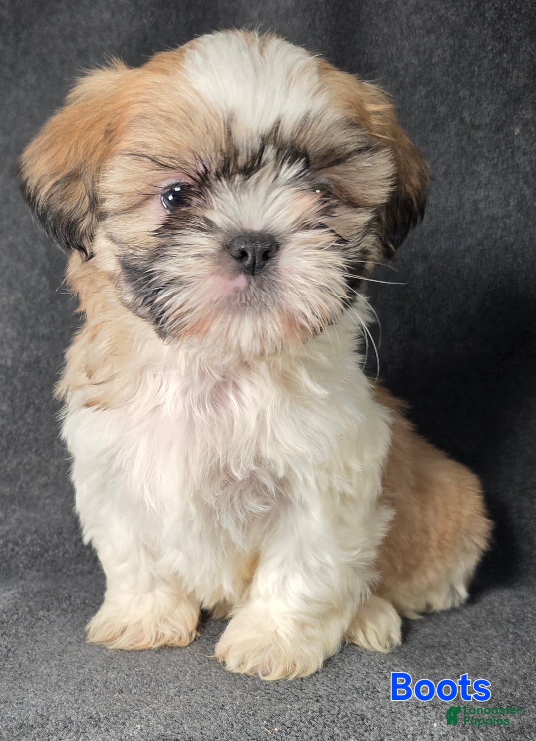 Shih Tzu dogs for sale: Boots - Ad 4