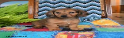 Miniature Dachshund dogs for sale: Penny - Ad 3