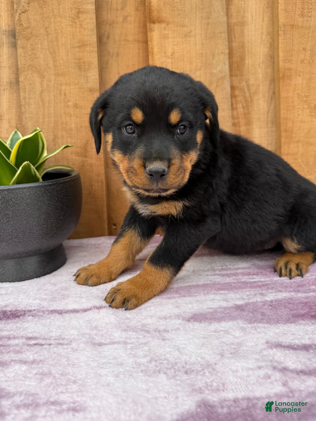 Rottweiler dogs for sale: Raven - Ad 8
