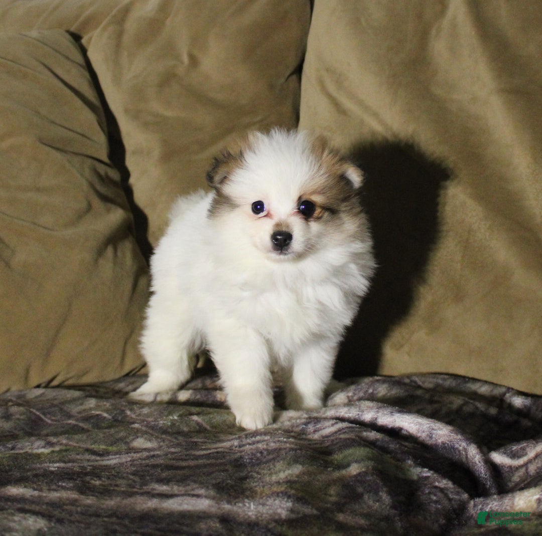 Pomeranian dogs for sale: Molly - Ad 1