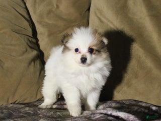 Pomeranian dogs Molly - Ad 8