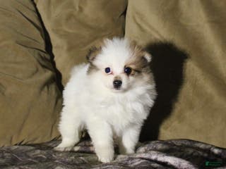 Pomeranian dogs Molly - Ad 16