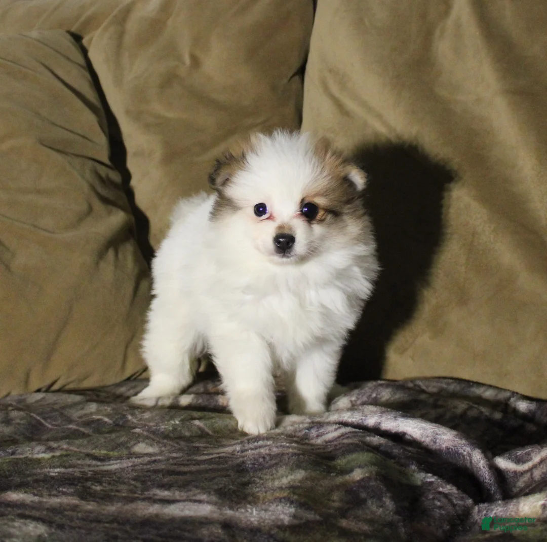 Pomeranian dogs for sale: Molly - Ad 1