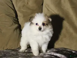 Pomeranian dogs Molly - Ad 13
