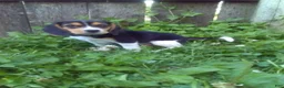 Beagle dogs for sale: Blake - Ad 2