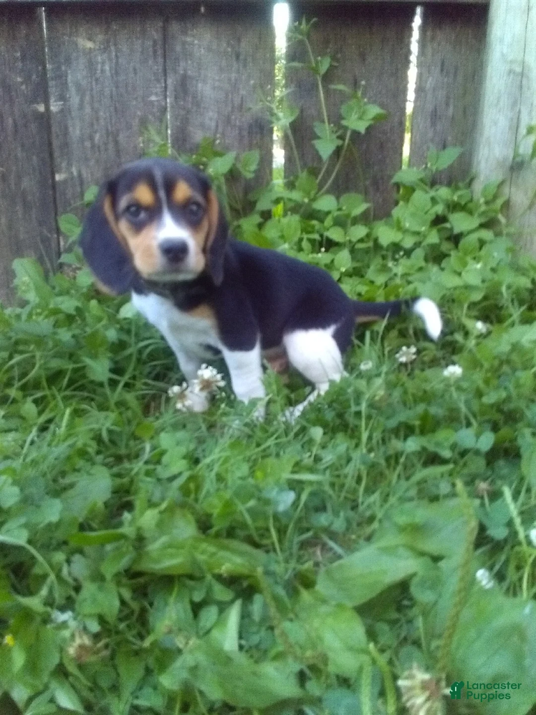 Beagle dogs for sale: Blake - Ad 2