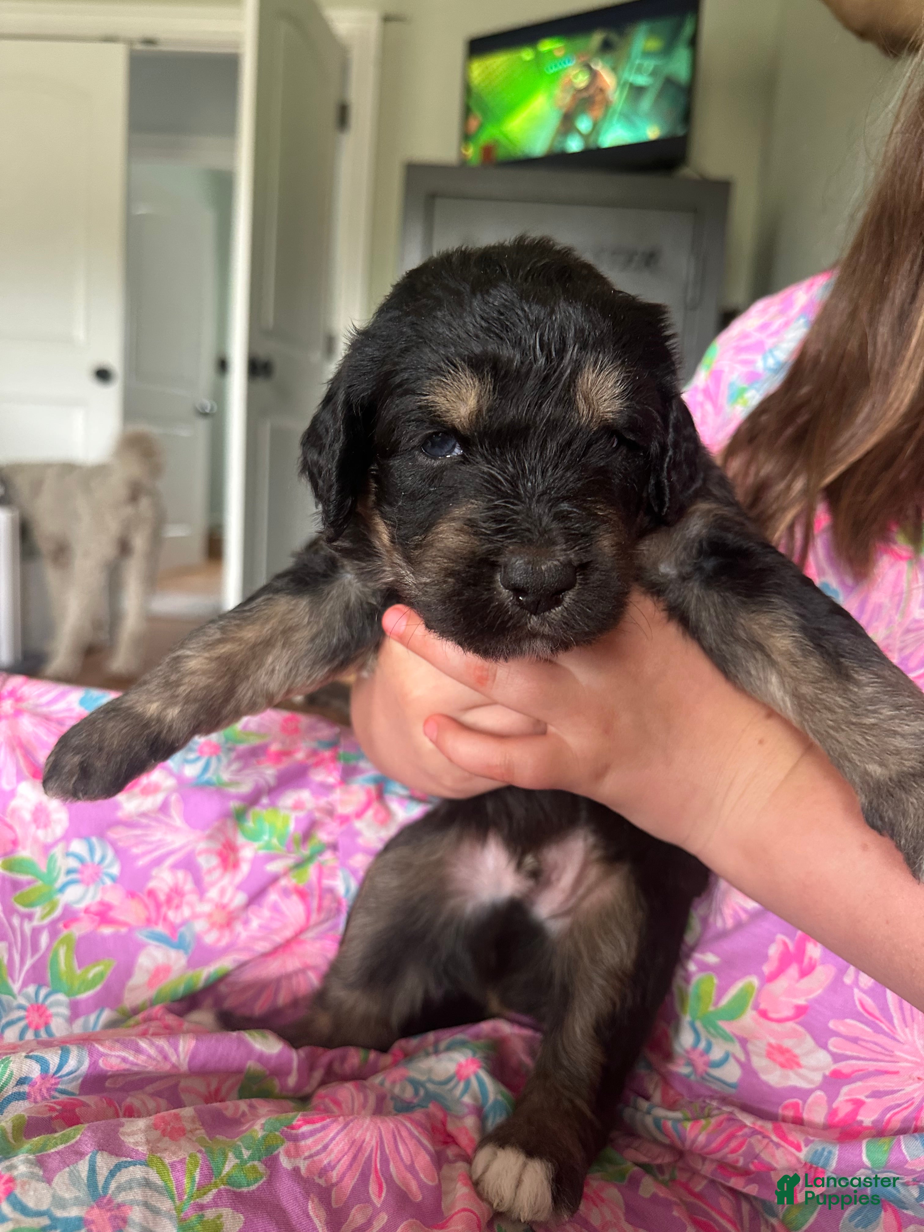 Aussiedoodle dogs Aussiedoodle Puppy 5 - Ad 27