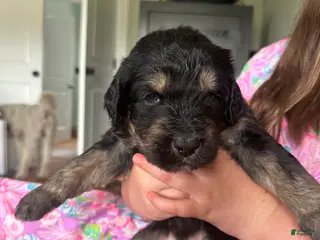 Aussiedoodle dogs Aussiedoodle Puppy 5 - Ad 27