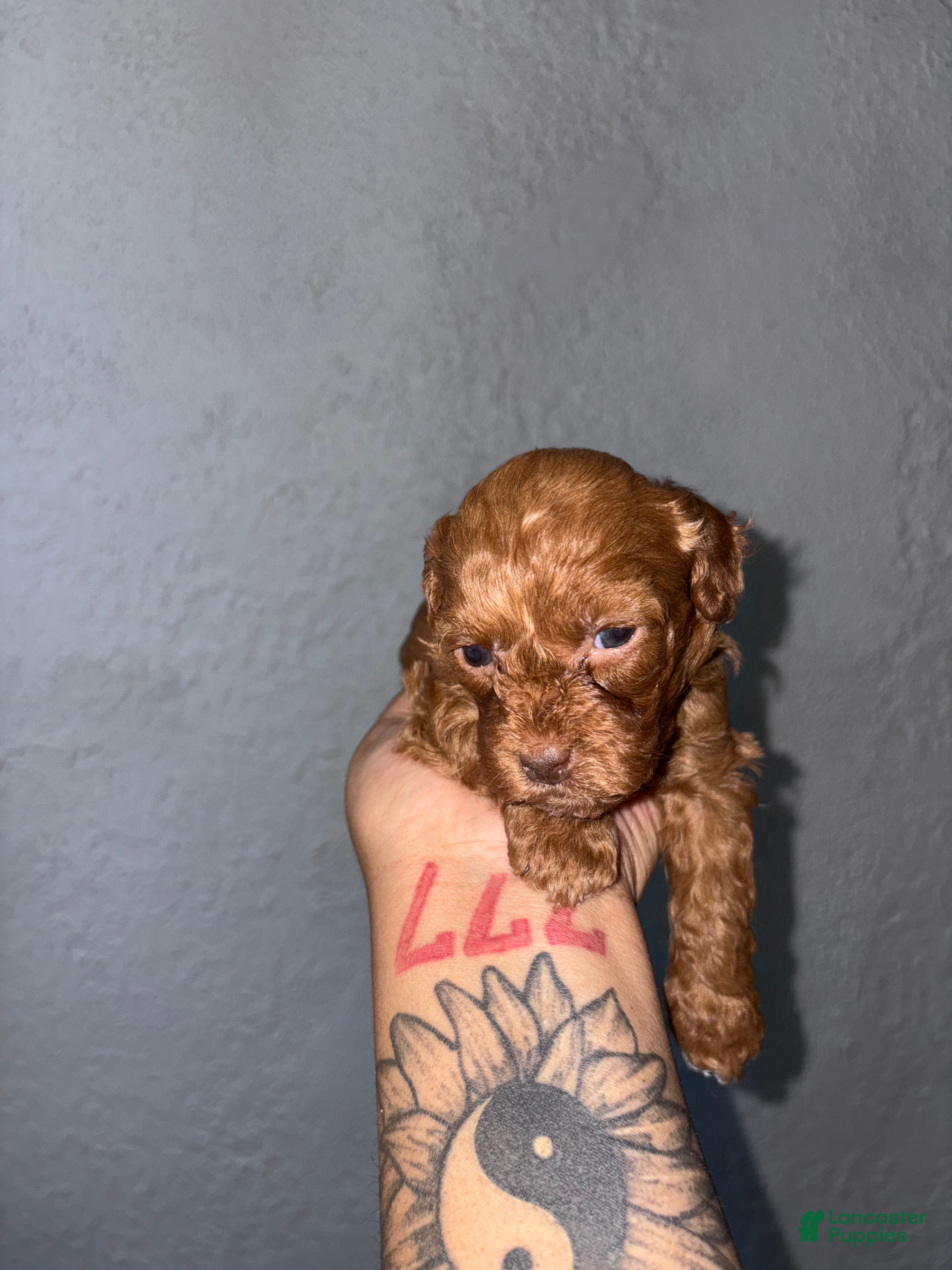 Shihpoo dogs Minnie  - Ad 2