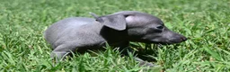 Italian Greyhound dogs for sale: Maple - Ad 1