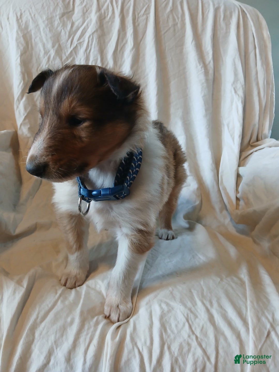 Collie dogs for sale: Brownie - Ad 4