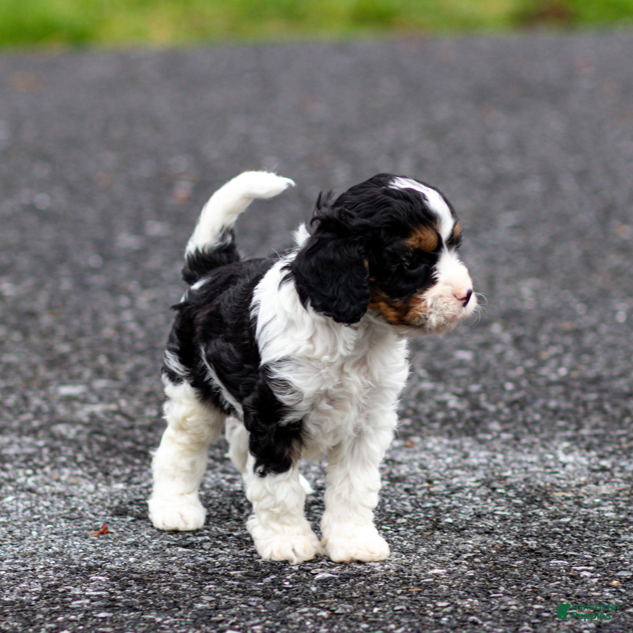 Cavapoo dogs Crusher Cavapoo Puppy  - Ad 2