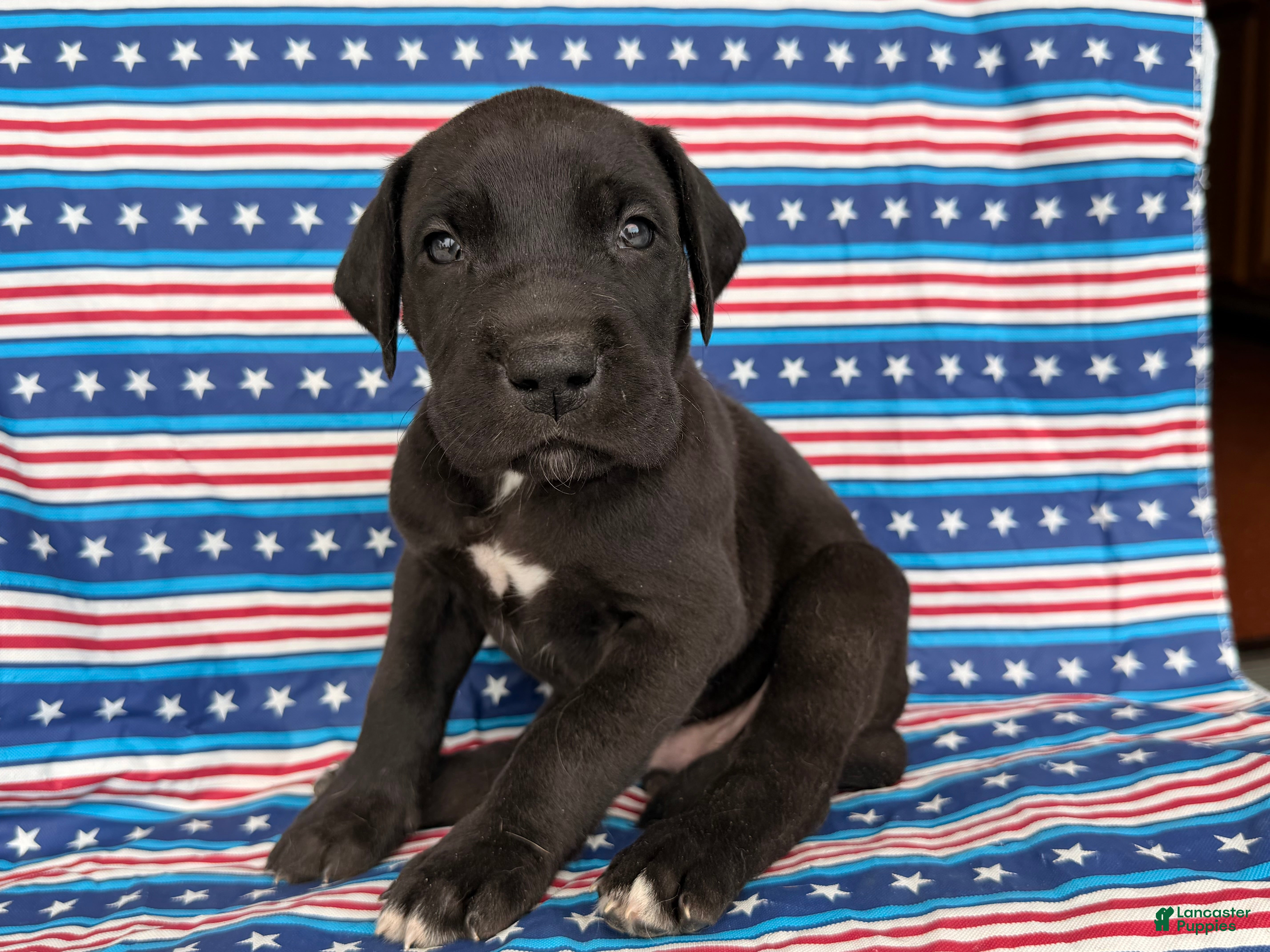 Great Dane dogs Philip Great Dane  - Ad 1
