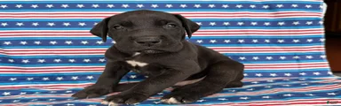 Philip Great Dane 