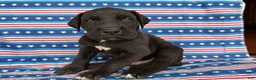 Great Dane dogs for sale: Philip Great Dane  - Ad 1