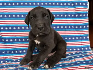 Great Dane dogs for sale: Philip Great Dane - Ad 4