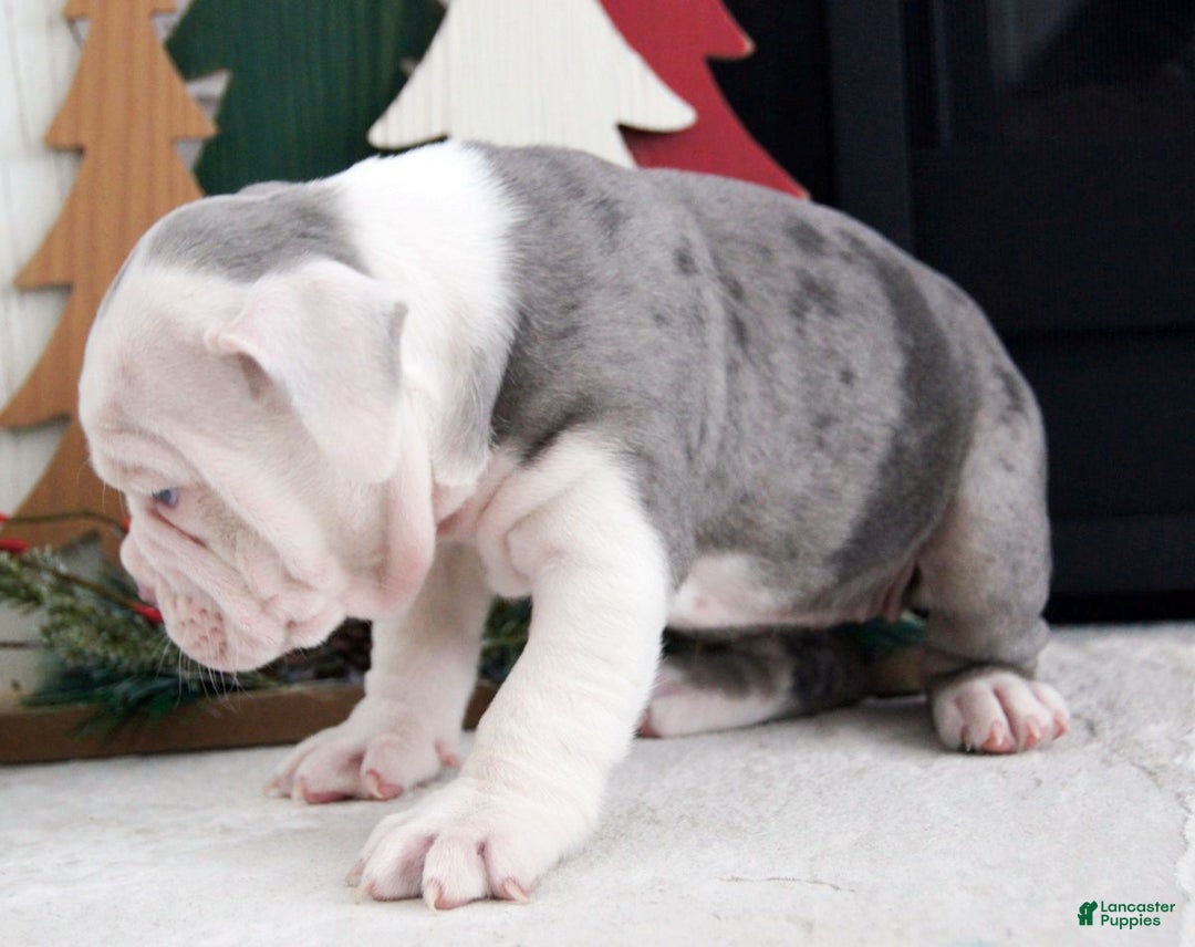 Olde English Bulldogge dogs for sale: Misty - Ad 6