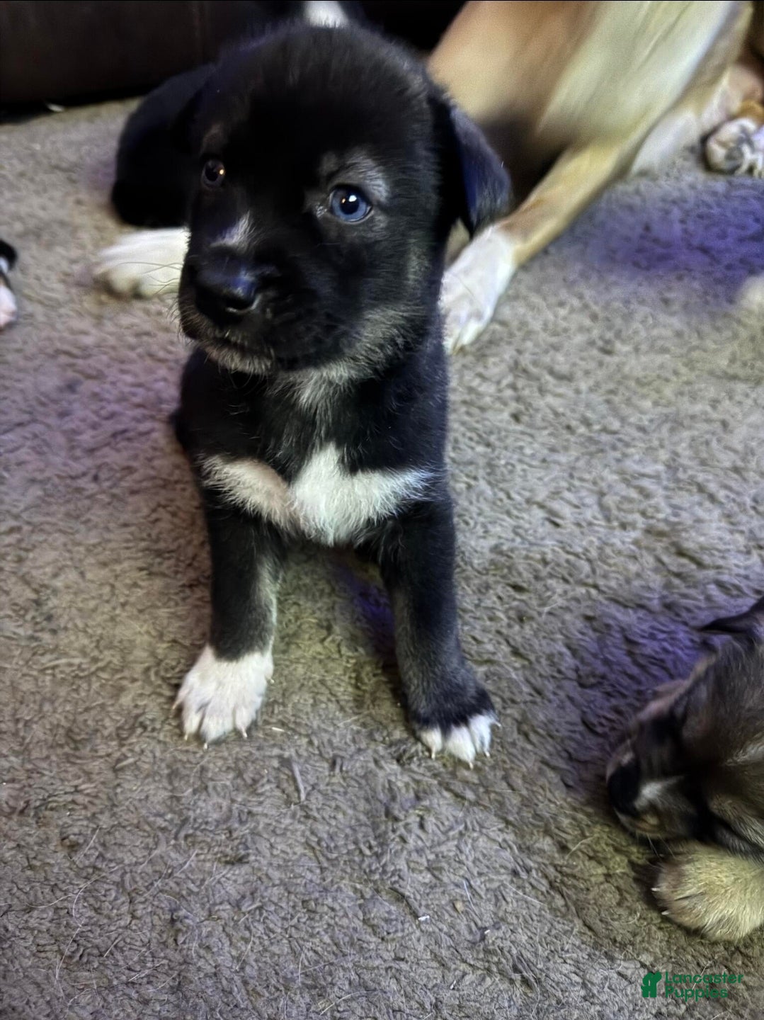 Mixed Breed dogs Siberian husky/lab Ret Puppy 2 - Ad 11