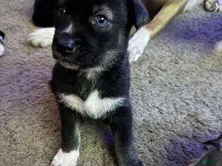 Mixed Breed dogs Siberian husky/lab Ret Puppy 2 - Ad 11