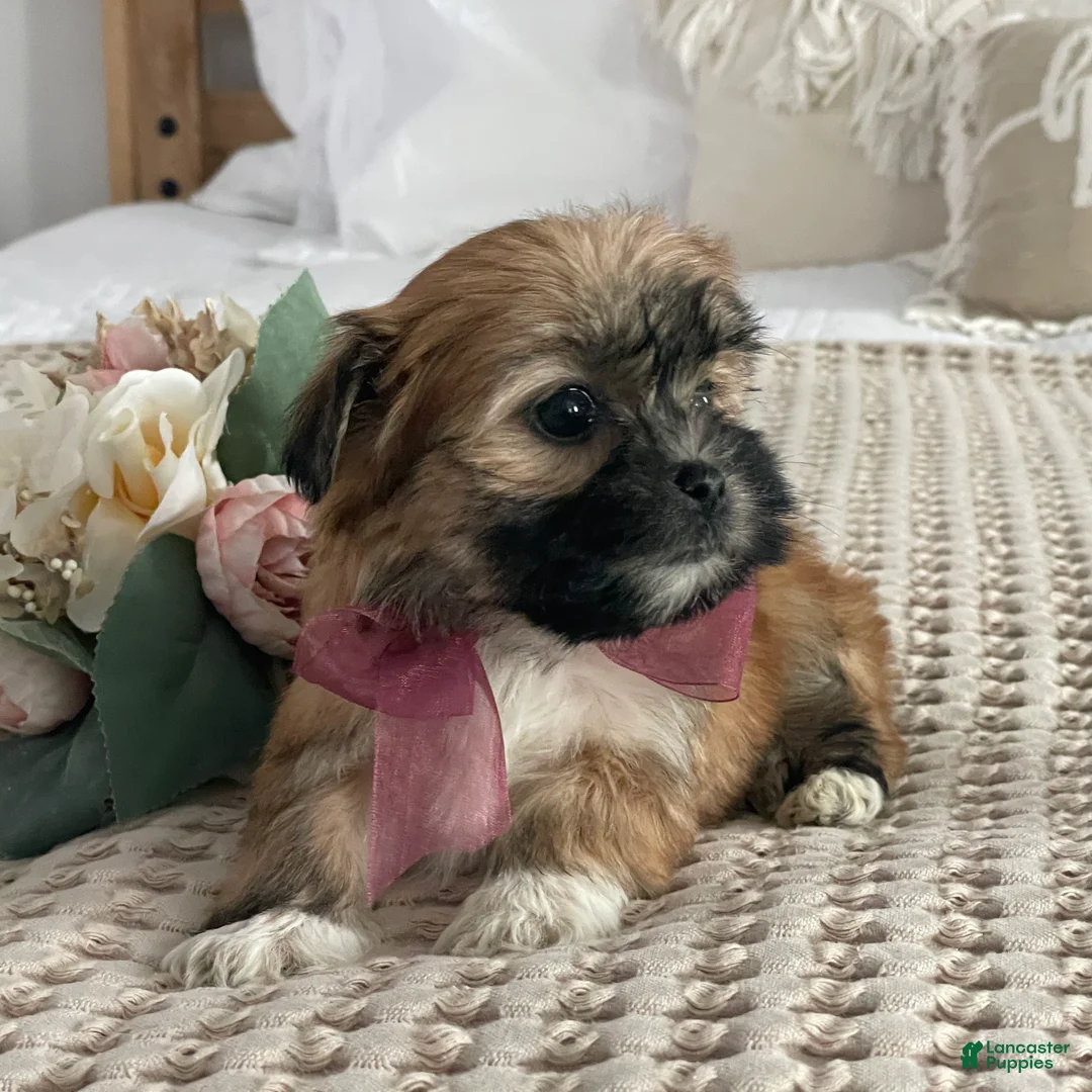 Morkie dogs for sale: Nutella - Ad 9
