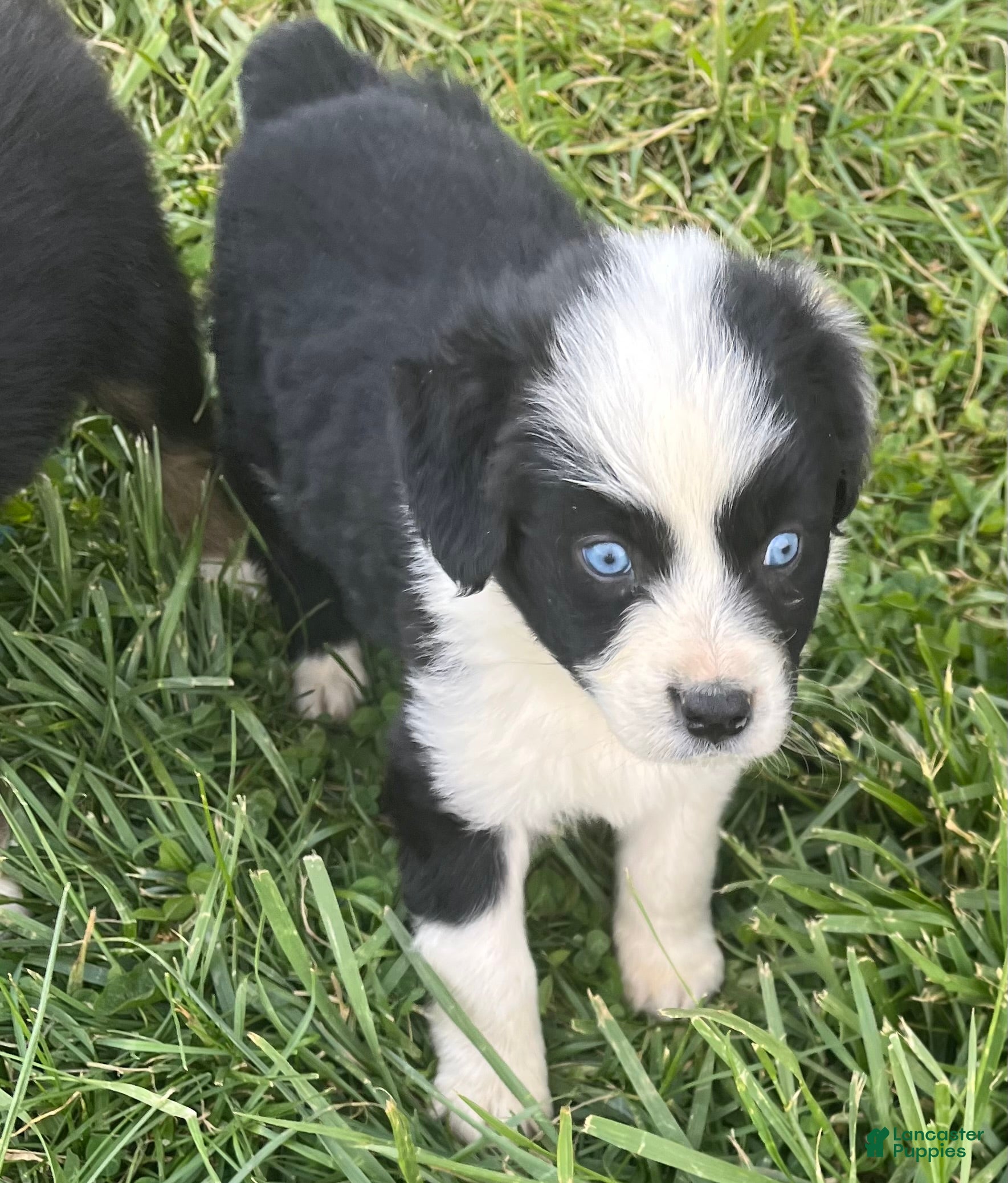 Australian Shepherd dogs Australian Shepherd Puppy 2 - Ad 1