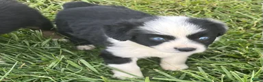 Australian Shepherd Puppy 2