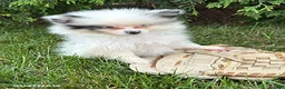 Pomeranian dogs for sale: Olaf - Ad 2