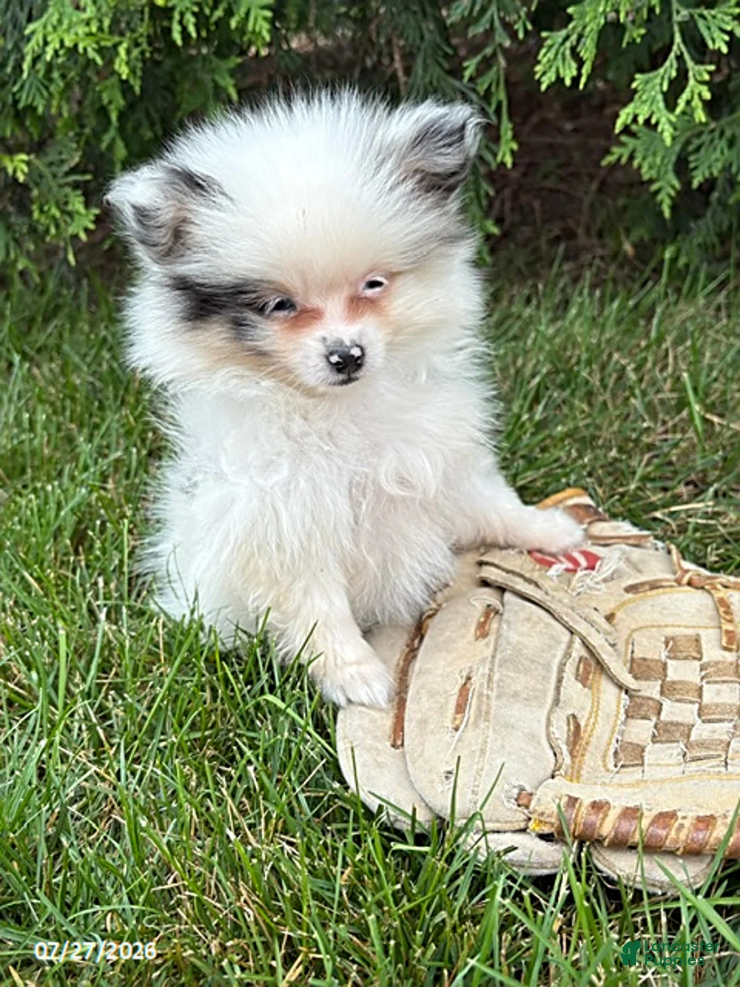 Pomeranian dogs for sale: Olaf - Ad 2