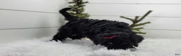Portuguese Water Dog dogs for sale: Raven - Ad 2