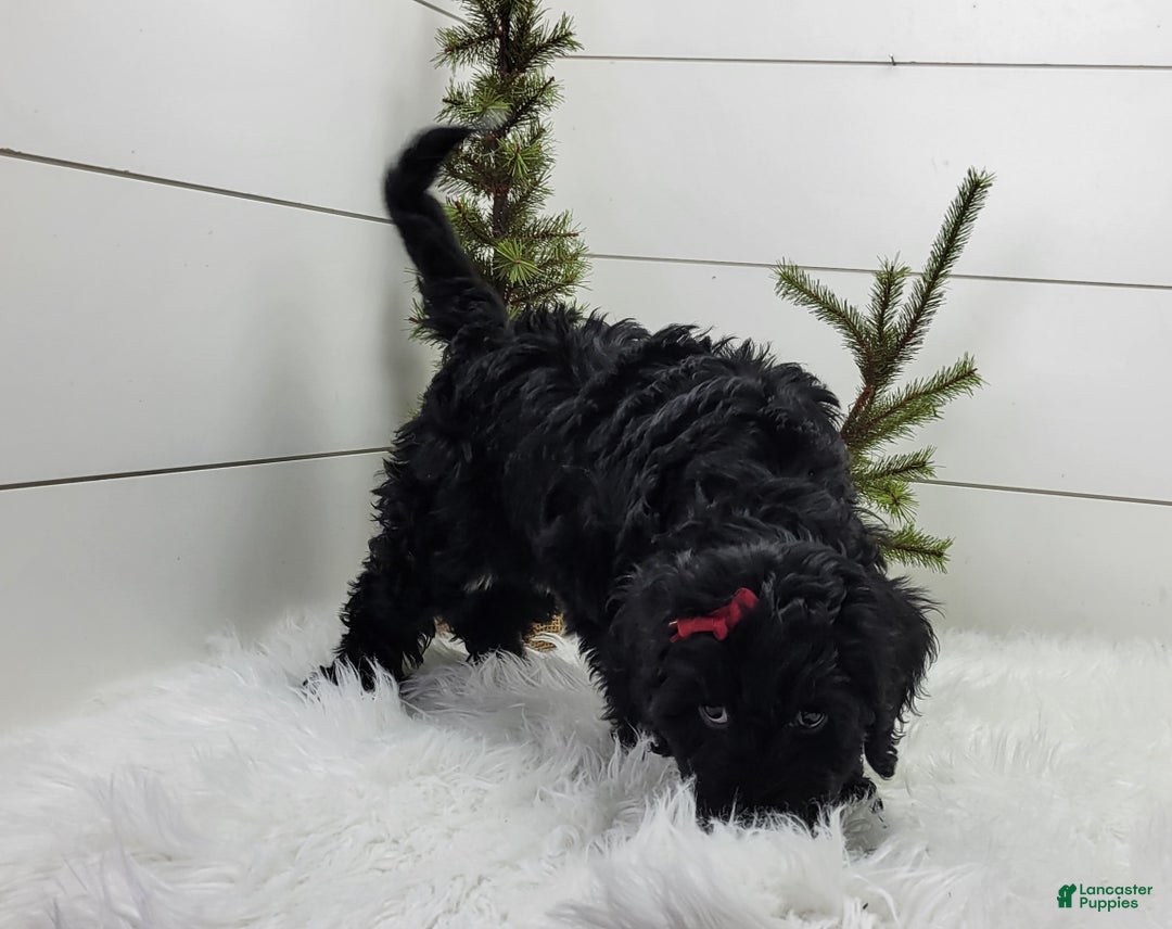 Portuguese Water Dog dogs for sale: Raven - Ad 2