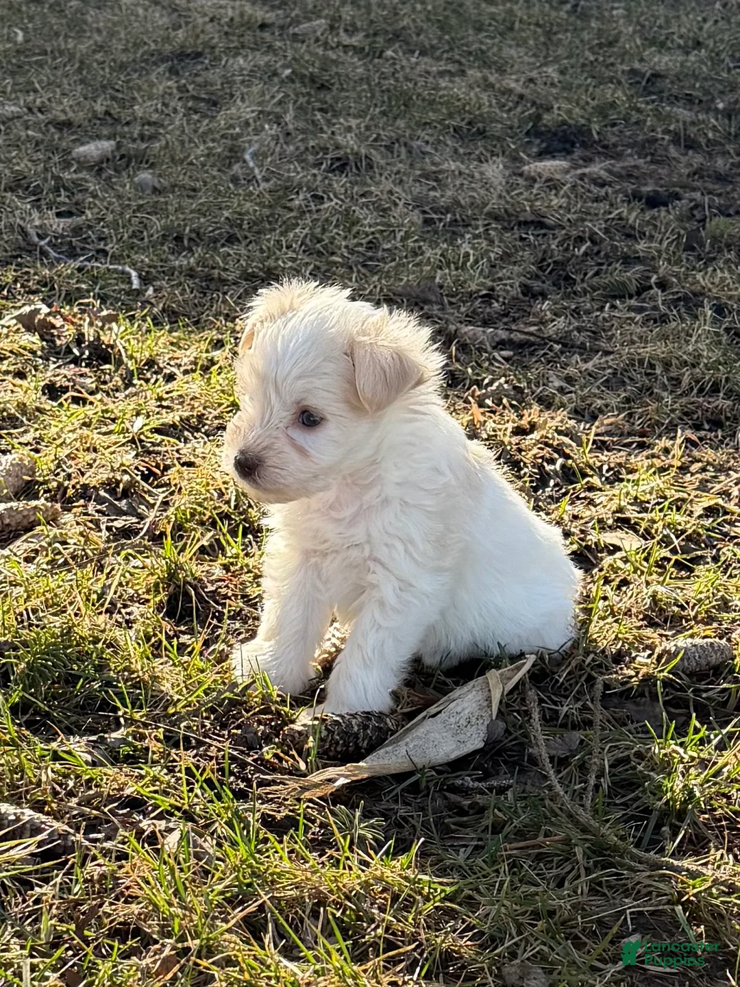 Miniature Schnauzer dogs for sale: Olive - Ad 2