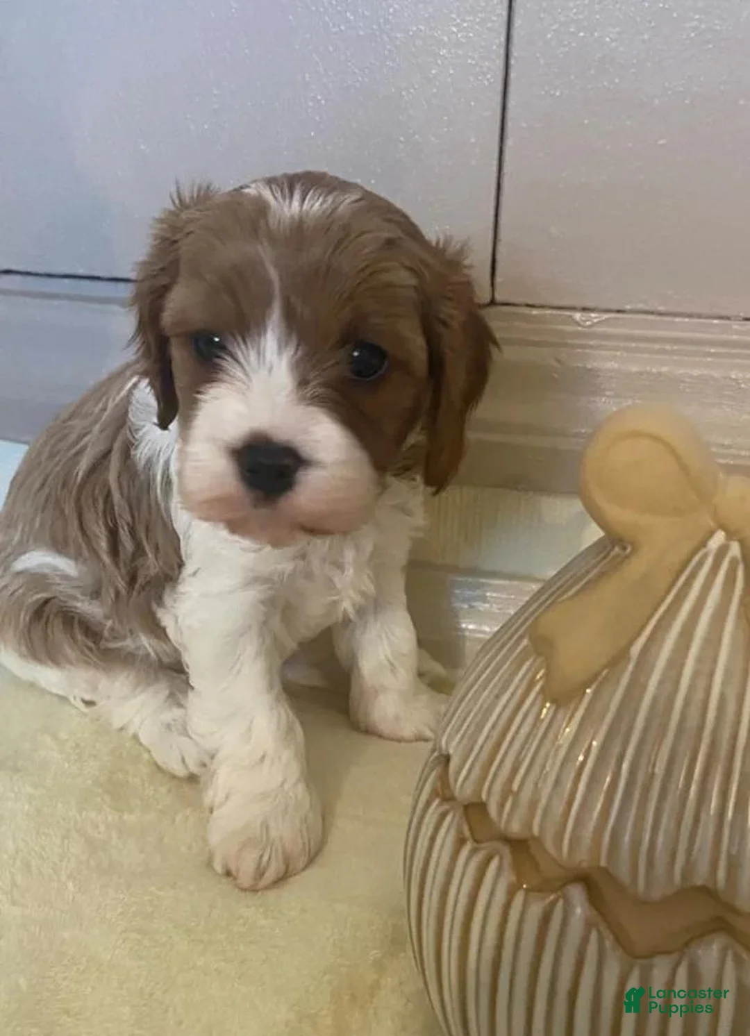 Cavapoo dogs for sale: Lucia - Ad 11