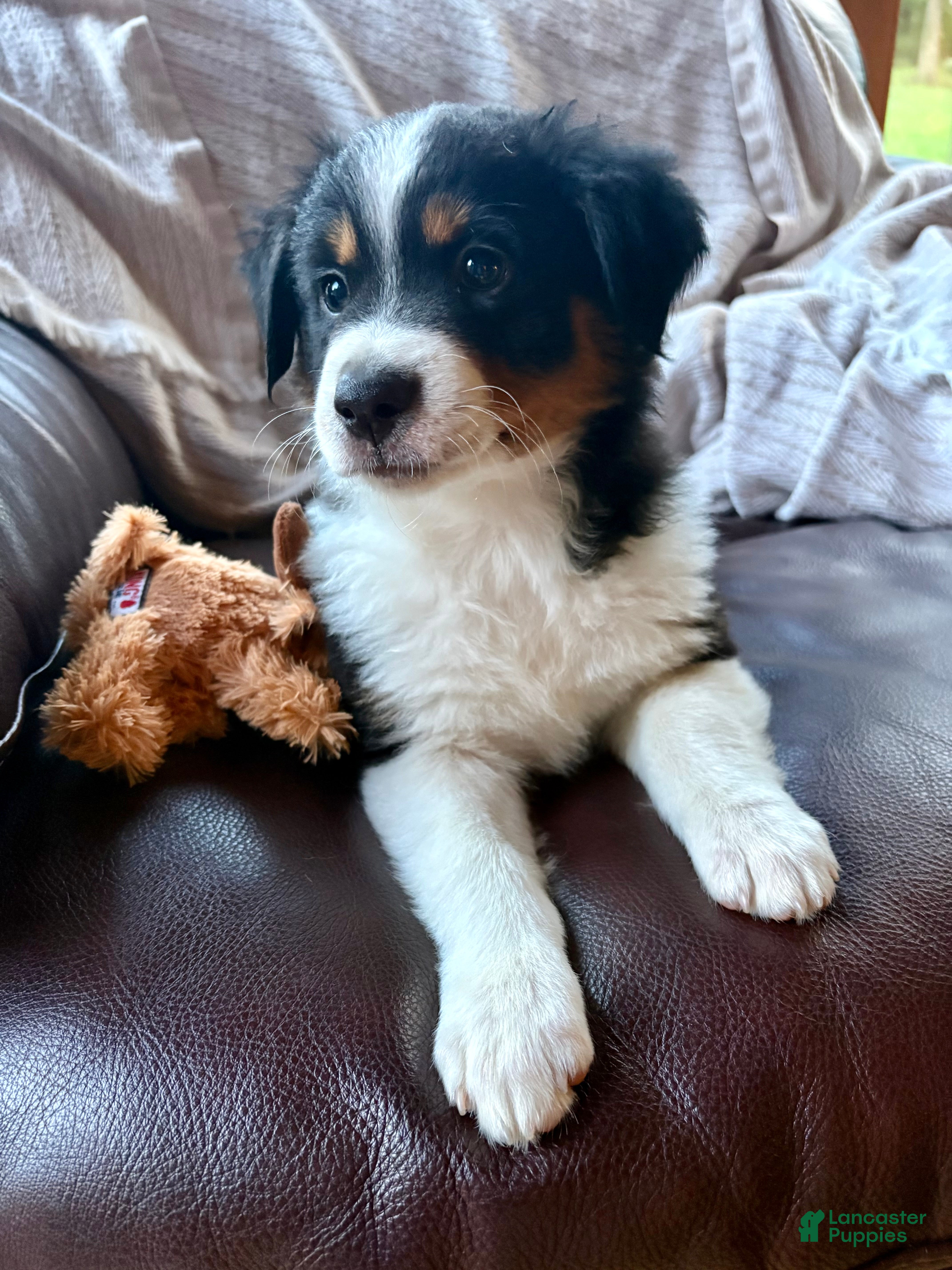Australian Shepherd dogs for sale: Poppy - Ad 2