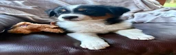 Australian Shepherd dogs for sale: Poppy - Ad 1