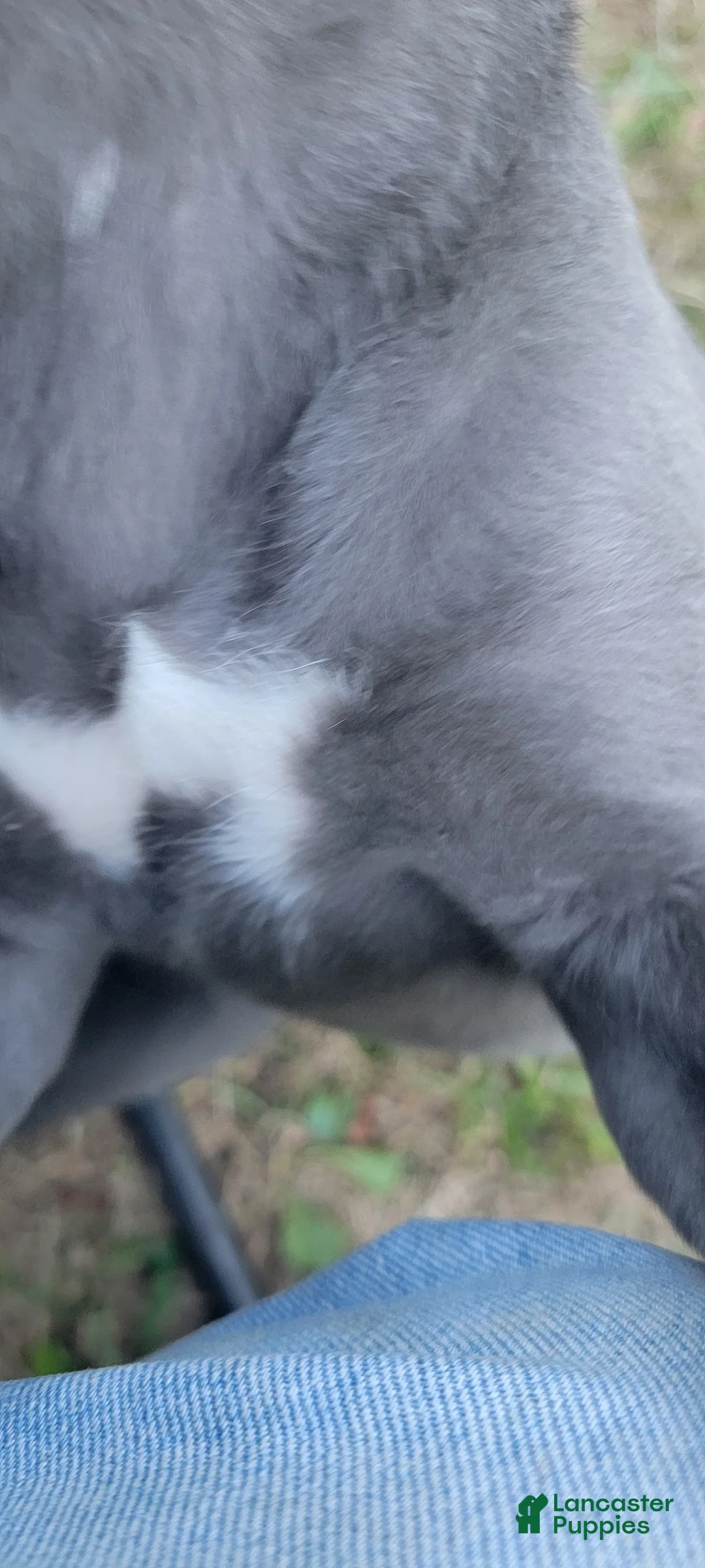 Cane Corso dogs for sale: Cane Corso 3 - Ad 1