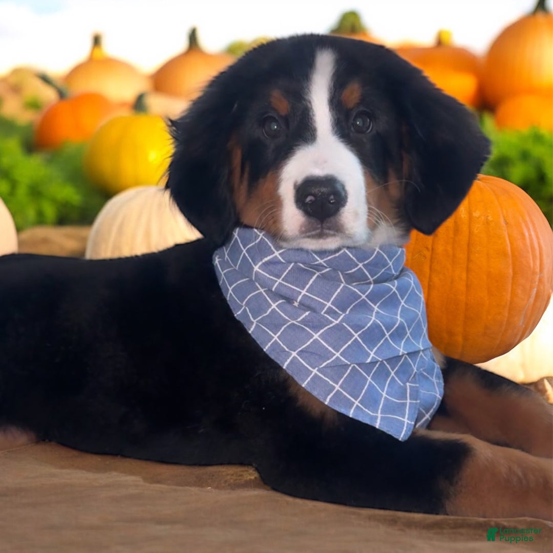 Bernese Mountain Dog dogs for sale: Bernese Mountain Dog Puppy 7 - Ad 1