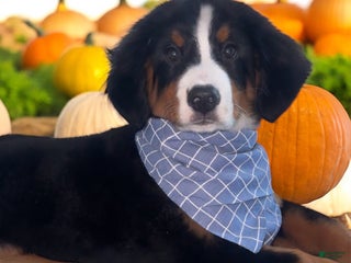 Bernese Mountain Dog dogs Bernese Mountain Dog Puppy 7 - Ad 25