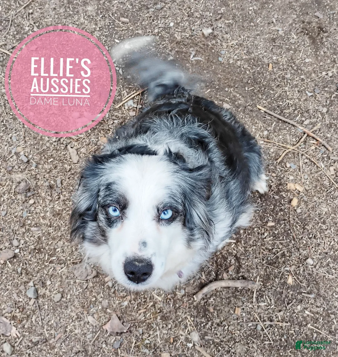 Miniature Australian Shepherd dogs for sale: Skunk - Ad 8