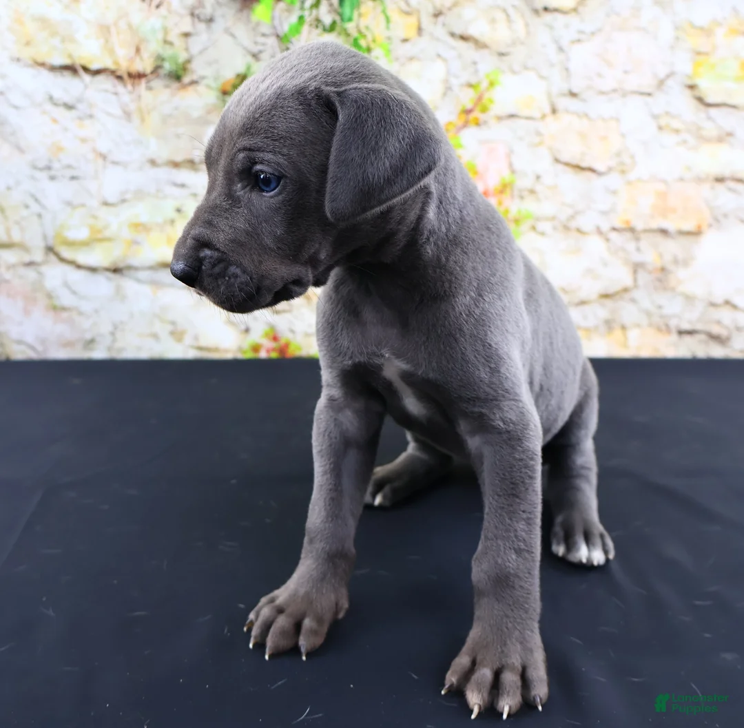 Great Dane dogs for sale: Blue - Ad 1