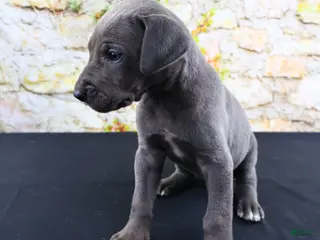 Great Dane dogs for sale: Blue - Ad 4