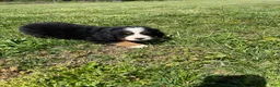 Bernese Mountain Dog dogs for sale: Bailey - Ad 3