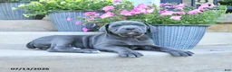 Cane Corso dogs for sale: Riley - Ad 3