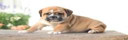 Beabull dogs for sale: Tiger - Ad 4